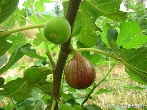 無花果 寓意|無花果的象徵與寓意：從信仰到日常生活的啟示